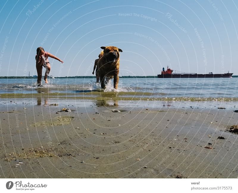 Kind und Hund im Wasser Freizeit & Hobby Sommerurlaub Mädchen Wolkenloser Himmel Flussufer 1 Tier Sand Schwimmen & Baden genießen rennen toben Fröhlichkeit