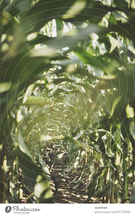 im maisfeld Mais Ernte Feld Feldarbeit Futtermais Maisfeld Landwirtschaft Blatt Maisblatt grün üppig (Wuchs) Wachstum Erde Urwald Mitte verborgen verstecken