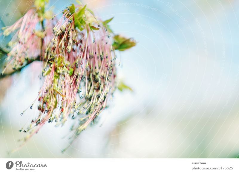 früüühling Frühling frisch neu Neuanfang Blüte Natur Pflanze Wachstum hell Freundlichkeit Hoffnung Wellness Baum Himmel Schwache Tiefenschärfe Jahreszeiten