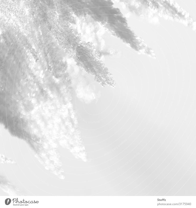 Winterkälte Eiszapfen Frost Kälte frieren kalt frostig winterlich Dezembergrau Winterimpression Schnee gefroren eisig Wintereinbruch wintergrau Winterlicht