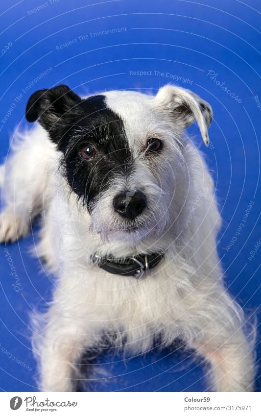 Parson Jack Russel Terrier Tier Haustier Hund Fell Pfote 1 Freude Parson Jack Russell Vierbeiner Portrait schwarzweiß schön Freund treu Platz liegend Farbfoto