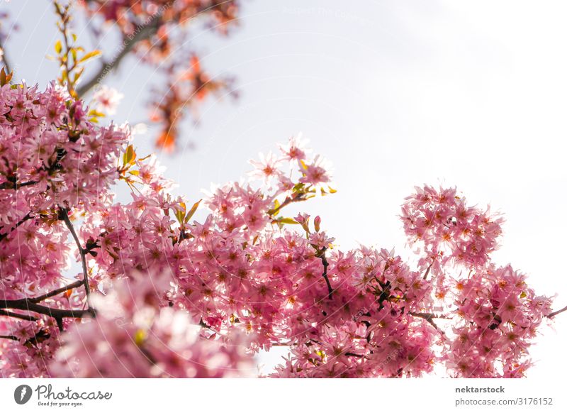 Rosa Blüten des blühenden Kirschbaumes aus nächster Nähe schön Pflanze Blume Blühend Wachstum frisch rosa Hoffnung Farbe Kirsche Ast Blütenknospen Frühling