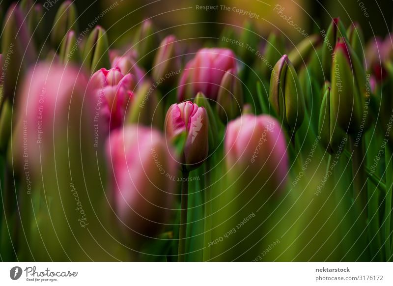 Rosa Tulpenblütenköpfe mit grünen Stängeln schön Pflanze Blume Blüte Blühend Wachstum frisch rosa Hoffnung Frieden Blütenknospen Feld Blütenblatt Frühling