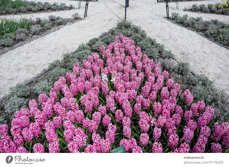 Ziergarten der rosa Hyazinthen schön Garten Pflanze Blume Blüte Park Blühend Wachstum frisch Hoffnung Frieden Ordnung geometrisch dreikant Weg Gang