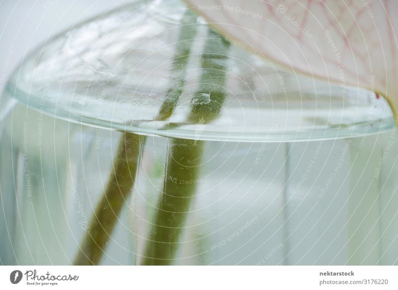 Grüner Blumenstrauß Blumenstiele in Glasflasche Flasche schön Leben Pflanze Wasser Wachstum grün Vorbau geschnitten gepflückt im Innenbereich natürliches Licht