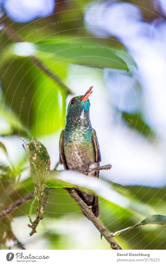 Fröhlich zwitschernd... Ferien & Urlaub & Reisen Tourismus Sightseeing Expedition Natur Frühling Sommer Schönes Wetter Urwald Wildtier Vogel Flügel 1 Tier blau