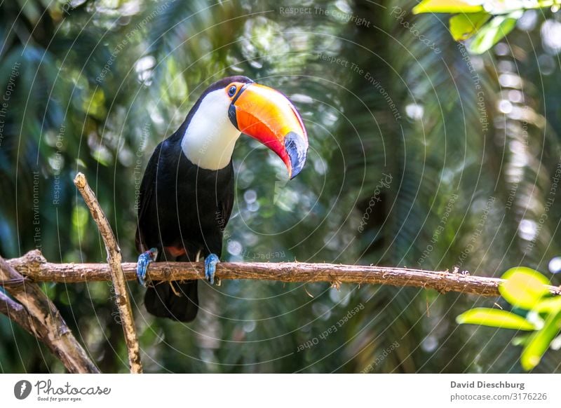 Was guckst du? Ferien & Urlaub & Reisen Abenteuer Expedition Natur Schönes Wetter Pflanze Baum Urwald Wildtier Vogel 1 Tier Idylle Umweltschutz Brasilien