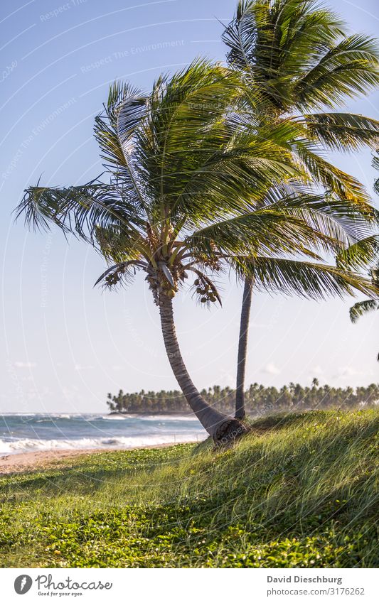 Palmenstrand Ferien & Urlaub & Reisen Tourismus Abenteuer Ferne Sommerurlaub Natur Landschaft Pflanze Tier Wolkenloser Himmel Frühling Schönes Wetter Wellen