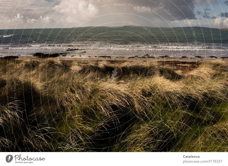 Dünengras an einem windigen Tag, im Hintergrund die Brandung. Strand Meer Winter wandern Umwelt Natur Landschaft Pflanze Himmel Wolken Horizont Gras Hügel