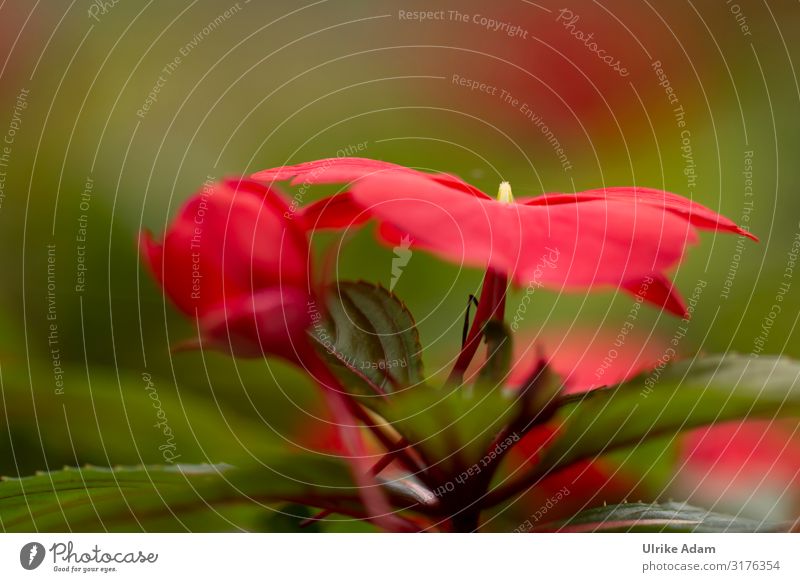 Fleißige Lieschen, rot blühend elegant Wellness harmonisch Spa Natur Pflanze Sommer Herbst Blume Blüte Fleißiges Lieschen Impatiens walleriana Garten Park