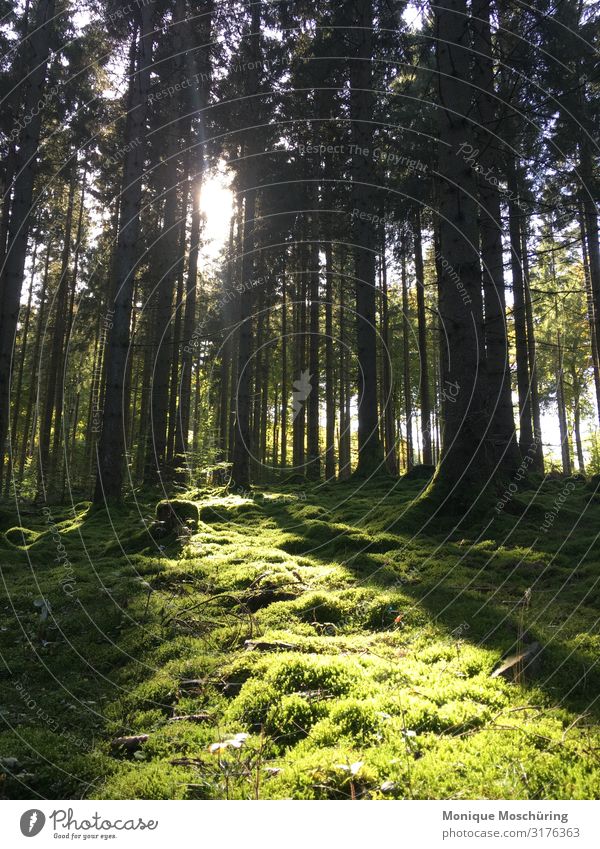 Der Grüne Teppich Natur Herbst Schönes Wetter Wald natürlich Stimmung authentisch Idylle Farbfoto Außenaufnahme Menschenleer Tag Lichterscheinung