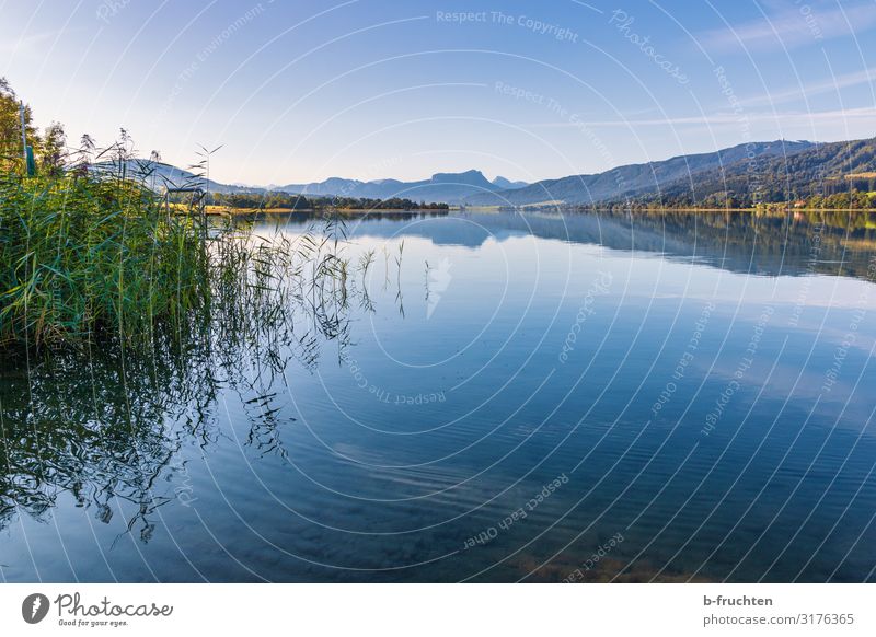 Idyllischer See im Salzkammergut Zufriedenheit Erholung ruhig Ferien & Urlaub & Reisen Tourismus Natur Landschaft Himmel Sommer Herbst Schönes Wetter Pflanze