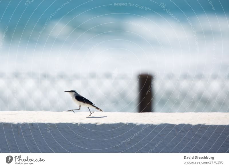 Schnell weg Ferien & Urlaub & Reisen Sommerurlaub Natur Landschaft Frühling Schönes Wetter Küste Meer Tier Vogel 1 blau grau schwarz weiß Bewegung