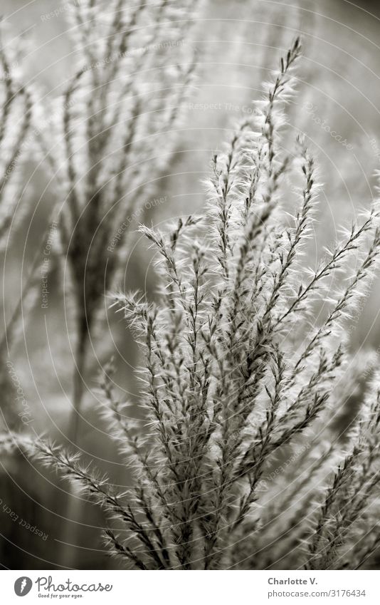 Planten und Blomen II | UT HH19 Natur Pflanze Gras Wildpflanze leuchten ästhetisch elegant schön kuschlig natürlich weich grau Gegenlicht Härchen zart glänzend