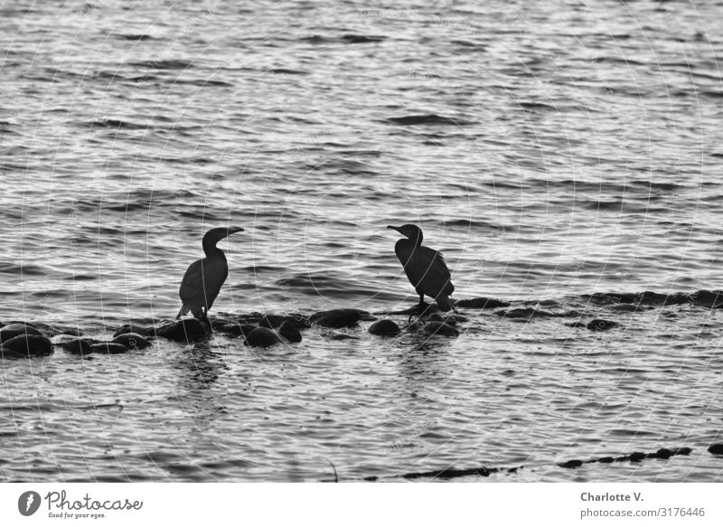 Kurzer Plausch | UT HH19 Umwelt Natur Tier Wildtier Kormoran 2 Stein Wasser hocken Kommunizieren stehen einfach Flüssigkeit Zusammensein maritim natürlich grau