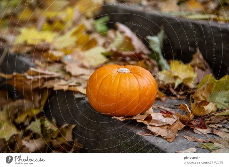 Kürbis im Herbst Lebensmittel Gemüse Garten Erntedankfest Halloween Park liegen dehydrieren klein natürlich rund braun gelb orange Stimmung Umwelt Kürbiszeit