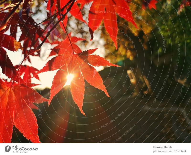 Blatt im Sonnenschein Pflanze Sonnenlicht Herbst Schönes Wetter Baum Garten Menschenleer beobachten entdecken Erholung genießen hocken sprechen Blick träumen