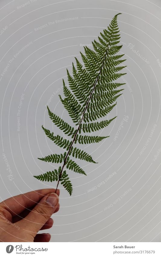 Grüne Perfektion Dekoration & Verzierung Hand Kunst Umwelt Natur Pflanze Farn Blatt Grünpflanze Wildpflanze Wald Mauer Wand berühren tragen ästhetisch natürlich