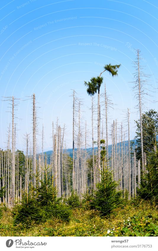 Waldsterben Umwelt Natur Pflanze Wolkenloser Himmel Herbst Schönes Wetter Baum Fichte Fichtenwald Berge u. Gebirge Harz Holz bedrohlich dunkel gruselig blau