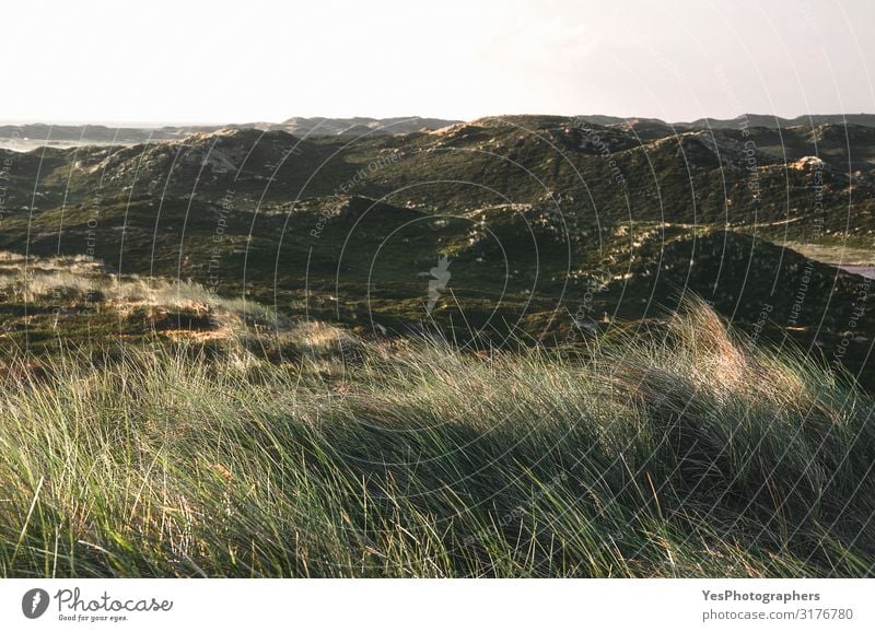 Dünenlandschaft mit Moos und Gras am Vormittag auf der Insel Sylt Ferien & Urlaub & Reisen Sommer Sommerurlaub Natur Landschaft Klimawandel Schönes Wetter Hügel