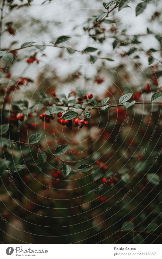 Pflanze mit roten Beeren Umwelt Natur Herbst Winter Wildpflanze authentisch natürlich grün Stimmung Beerensträucher Beerenfruchtstand Weihnachten & Advent