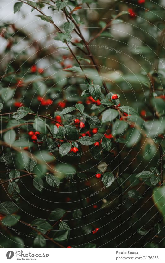 Pflanze mit roten Beeren Umwelt Natur Herbst Winter authentisch einfach natürlich grün Stimmung Farbe Ferien & Urlaub & Reisen Beerensträucher