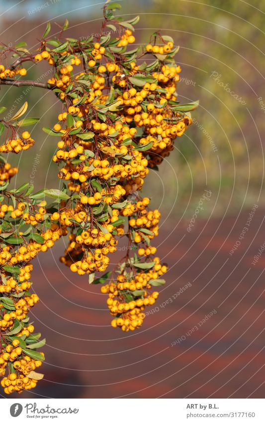 Sanddorn Natur Pflanze Heilpflanze Garten Park gelb gold orange rot Farbfoto Außenaufnahme Nahaufnahme Textfreiraum rechts Textfreiraum unten Zentralperspektive