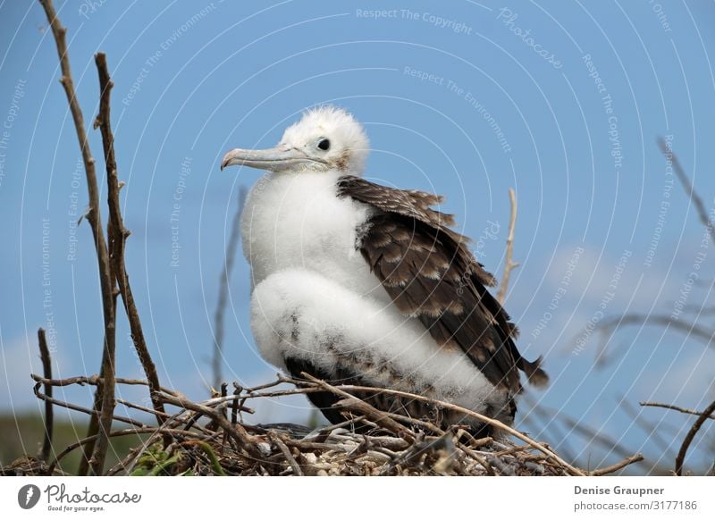 Cute Frigate Bird Cubs in the Galapagos Islands Strand Umwelt Natur Klima Schönes Wetter Tier Wildtier Vogel Flügel 1 Ferien & Urlaub & Reisen bird cub frigate