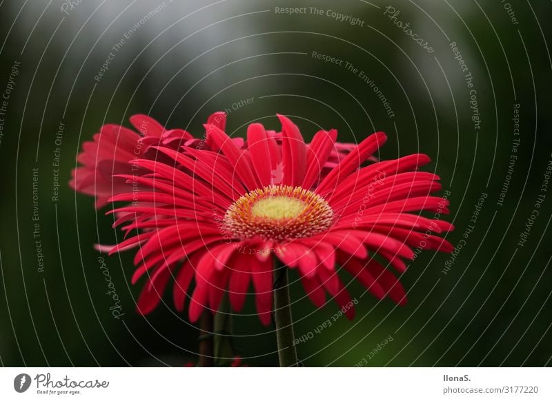 Die schöne Gerbera Natur Landschaft Pflanze Tier Blume Blatt Blüte Topfpflanze Garten Wiese außergewöhnlich grün rot Duft Farbfoto Starke Tiefenschärfe