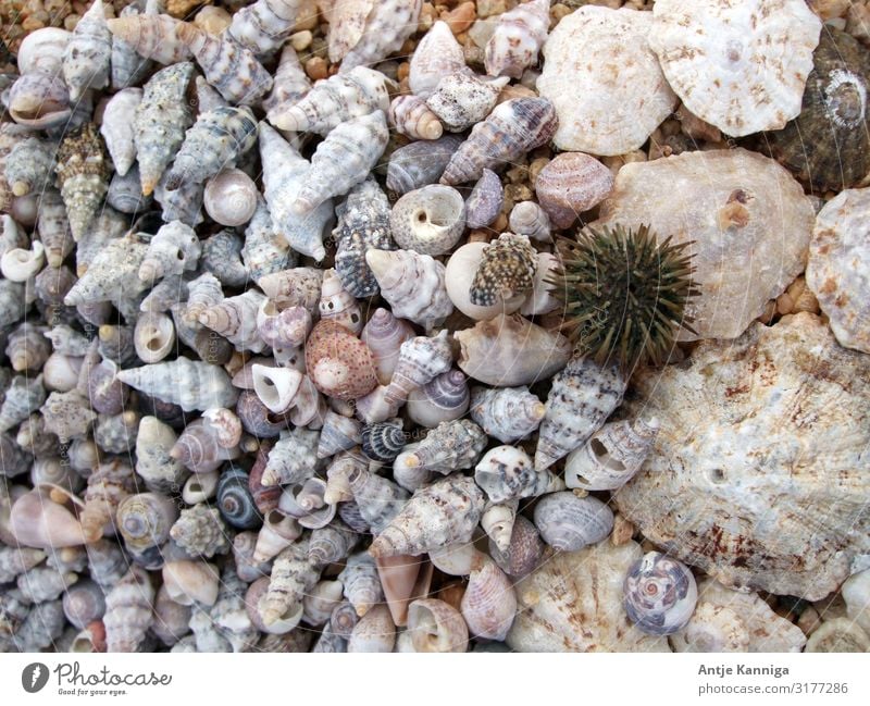 Strand_Schneckenhäuser_Seeigel Dekoration & Verzierung Natur maritim Spitze stachelig Partnerschaft Identität komplex planen Umweltschutz