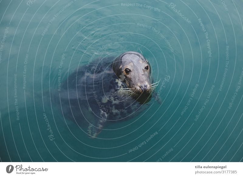 Hallo! Wasser Tier Wildtier Tiergesicht 1 beobachten kalt Natur Robben warten Im Wasser treiben Wasseroberfläche Neugier blau niedlich Farbfoto Außenaufnahme