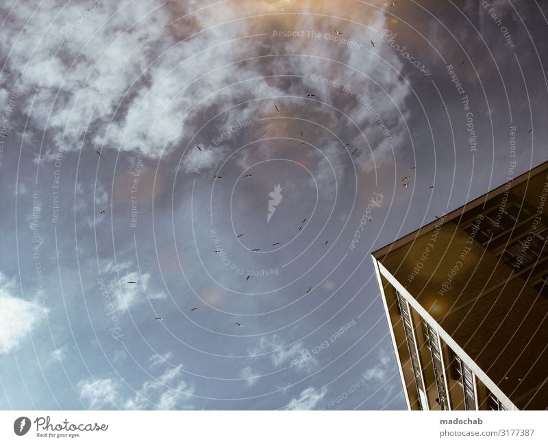 Vogelhäuschen Haus Bauwerk Gebäude Architektur Schwarm eckig trist Stadt Beginn Häusliches Leben fliegen kreisen Wolken Himmel Farbfoto Gedeckte Farben