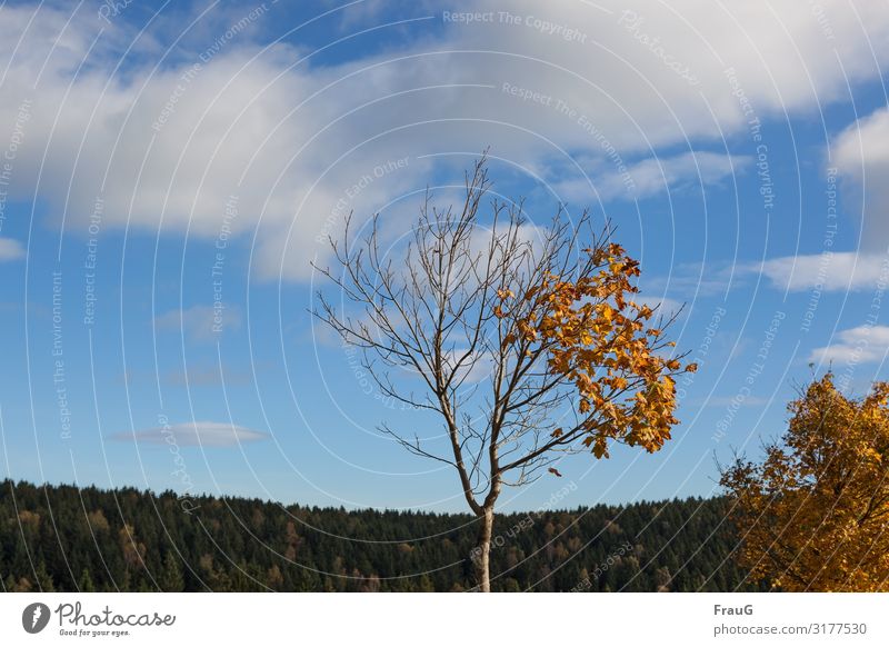 Halb ab Natur Pflanze Herbst Schönes Wetter Baum Wald gold nackt Vergänglichkeit verlieren Wandel & Veränderung Blatt welk Ahorn Farbfoto Außenaufnahme