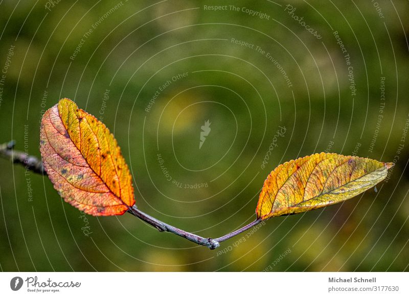 Apfelbaumherbstblätter Umwelt Natur Tier Herbst Pflanze Blatt Vergänglichkeit Farbfoto Gedeckte Farben mehrfarbig Außenaufnahme Nahaufnahme Textfreiraum oben