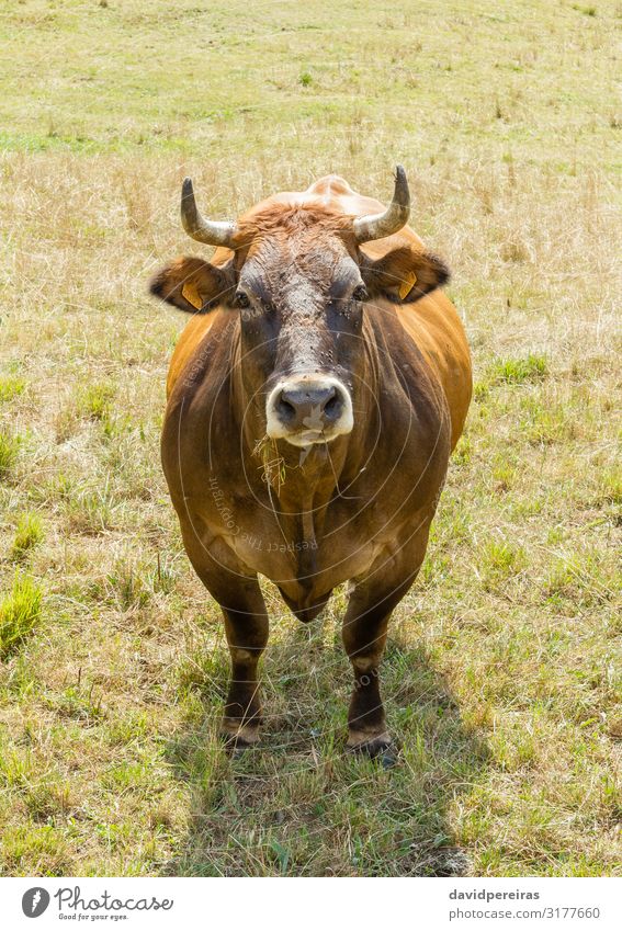 Auf einer Wiese grasende Braunkuh Landschaft Gras Hügel Dorf Kuh Fressen braun grün Ackerbau Asturien Biest bovin Bauernhof Licht melken Norden Paradies Weide