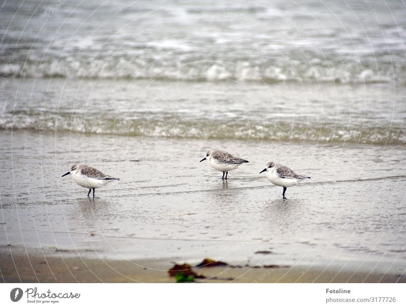 Alpenstrandläufer Umwelt Natur Tier Urelemente Erde Sand Wasser Wellen Küste Strand Nordsee Meer Insel frei hell klein maritim nass natürlich Geschwindigkeit