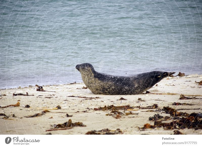 Rückentraining Umwelt Natur Tier Urelemente Erde Sand Wasser Küste Strand Nordsee Meer Insel Wildtier 1 frei nass natürlich wild braun grau Helgoland Düne