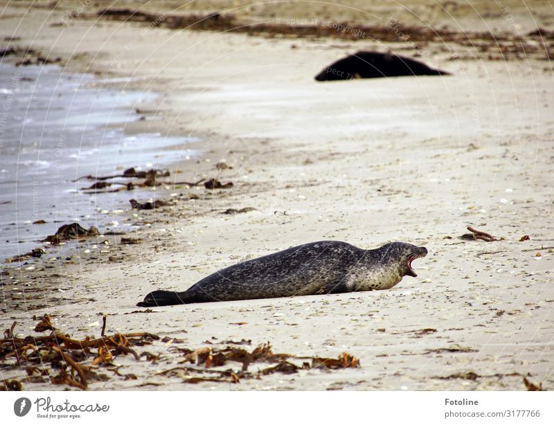 Muuuuaaaaaahhhhh! Umwelt Natur Landschaft Tier Urelemente Erde Sand Wasser Küste Strand Nordsee Meer Insel Wildtier Fell 1 frei hell maritim nass natürlich wild