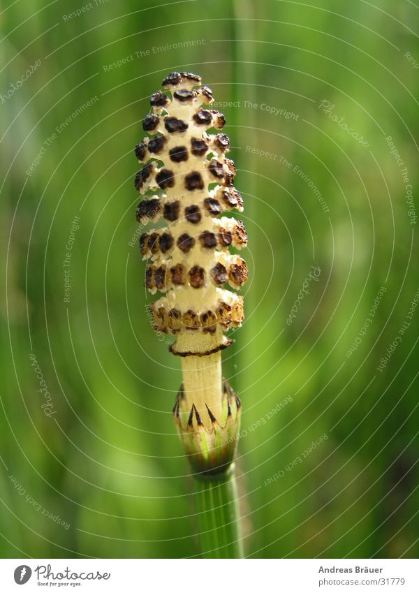 Der Halm grün braun beige Wasserpflanze Teich Kolben Grass Pfanze Garten Makroaufnahme Nahaufnahme