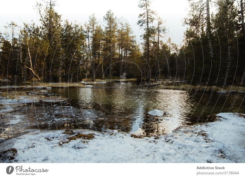 Fluss in der Nähe des Waldes Natur ruhig grün Gelände Landschaft Wasser Umwelt strömen fließen ländlich natürlich Baum harmonisch Idylle Gelassenheit friedlich