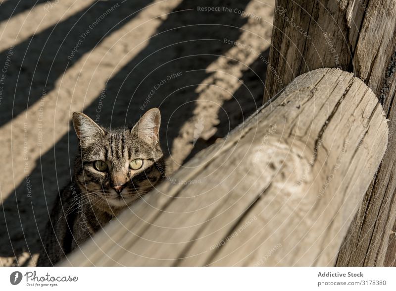 Katze am Zaun auf der Ranch Sonnenstrahlen Tag anschauend Landschaft gestreift ländlich Säugetier Haustier Katzenbaby Tier niedlich reizvoll süß pelzig flockig