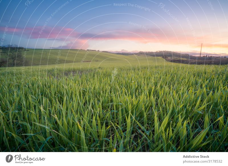 Wunderschöne leere grüne Felder Panorama (Bildformat) Toskana Mittelgebirge Italien Unendlichkeit Gras Hügel Landschaft Natur Länder Jahreszeiten Sommer Wiese