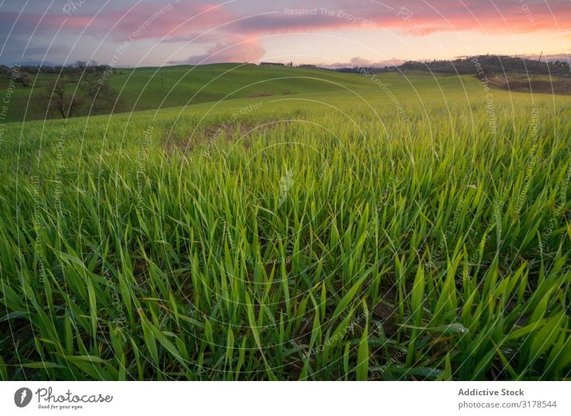 Wunderschöne leere grüne Felder Panorama (Bildformat) Toskana Mittelgebirge Italien Unendlichkeit Gras Hügel Landschaft Natur Länder Jahreszeiten Sommer Wiese