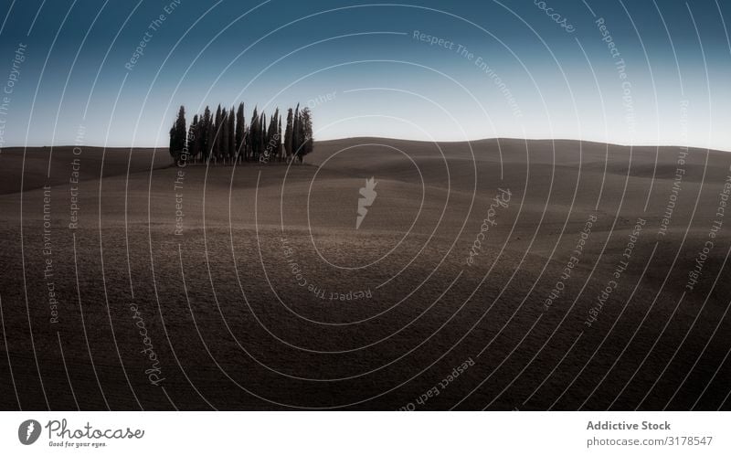 Kleiner Hain auf leerem Trockenfeld Feld Italien Baum Toskana Natur Landschaft Sommer natürlich organisch ländlich Umwelt malerisch Bauernhof Länder Idylle