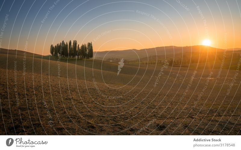 Kleiner Hain auf leerem Trockenfeld Feld Sonnenuntergang Italien Baum Toskana Natur Landschaft Sommer natürlich organisch ländlich Umwelt malerisch Bauernhof