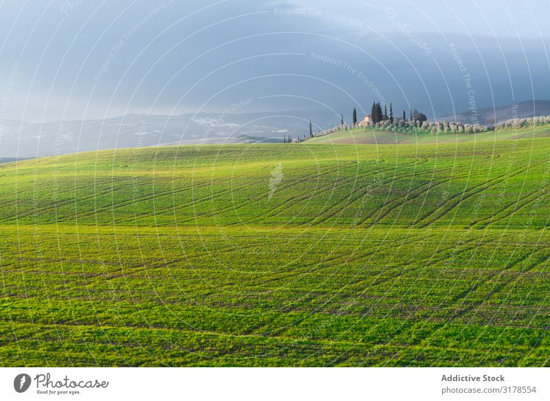 Ruhiges grünes Feld in hellem Sonnenlicht Cottage Sonnenuntergang Landschaft Italien Toskana Natur Ferien & Urlaub & Reisen Sommer Länder Haus harmonisch Umwelt