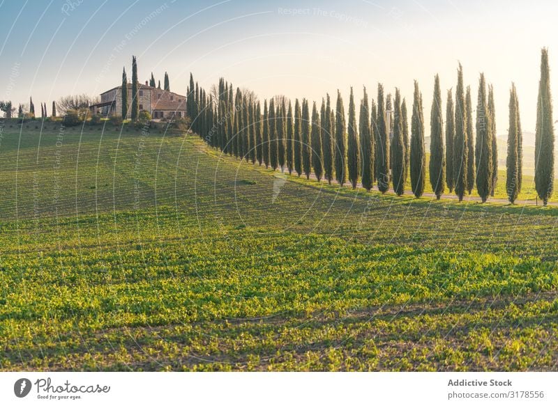 Kleiner Hain auf leerem Trockenfeld Feld Italien Baum Toskana Natur Landschaft Sommer natürlich organisch ländlich Umwelt malerisch Bauernhof Länder Idylle