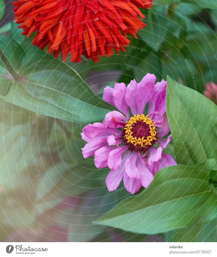 blühende mehrfarbige Blumen Zinnie Sommer Garten Natur Pflanze Blatt Blüte Park Wiese frisch hell natürlich gelb grün rosa rot Farbe Überstrahlung botanisch