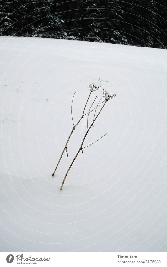 Winterduo Ferien & Urlaub & Reisen Umwelt Natur Pflanze Eis Frost Schnee Wald Hügel ästhetisch einfach kalt natürlich braun grün schwarz weiß Gefühle Duo