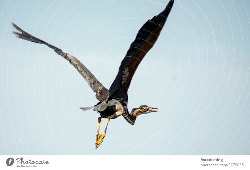 Roter Reiher Umwelt Natur Tier Himmel Rumänien Wildtier Vogel Flügel Fell Krallen roter Reiher 1 fliegen groß blau gelb flattern fliegend Hals Beine Spannweite